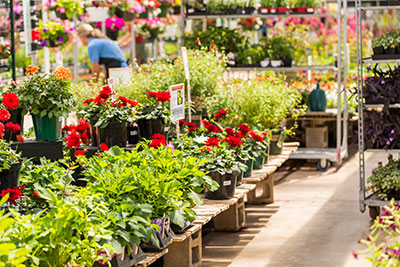 Plants for sale in a UK Garden Centre