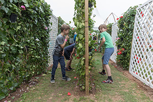 Hide and seek RHS Flower Show Tatton Park 2017