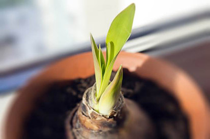 Amaryllis bulb