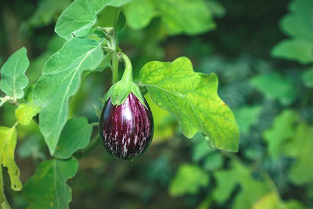 Aubergines plant