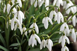 beautiful blooms