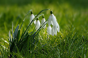 spring flowers