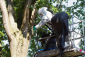 Biosecurity: Oak Processionary Moth Removal: credit Ronald Wilfred Jansen / Shutterstock.com