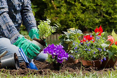 person kneeling with plants removing one from its pot awaiting to plant into the ground