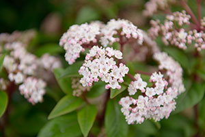 Garden centres see surge in outdoor plant sales in February