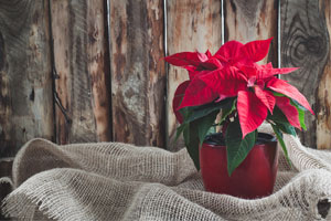 Poinsettia houseplant