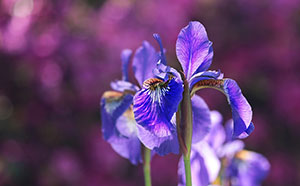 Purple flower in the Spring