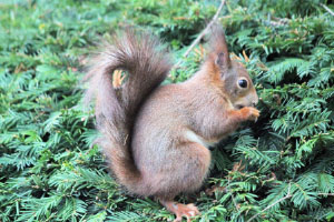 red squirrels in the garden