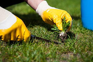 preparing a garden for spring - weeding