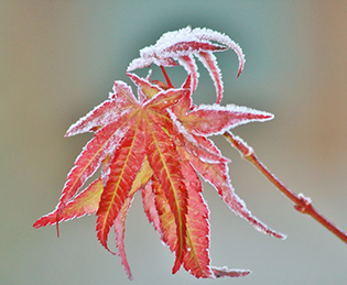 A winter gardening scene with a frosty leaf
