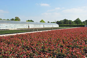 Wyevale photinia bed