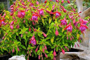 Fuchsia Thumbelina Gem by Wyevale Nurseries