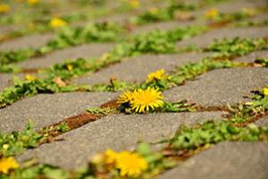 Almost half of gardeners agree that garden care chemicals are the solution