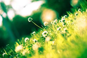 Gardening is on the up - making it easier for gardeners