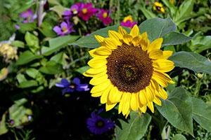 sunflower - Sunshine sees sales in seeds and bulbs improve