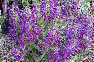 Wyevale Nurseries’ new retail plants for 2019