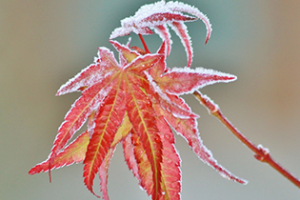 A winter gardening scene with a frosty leaf