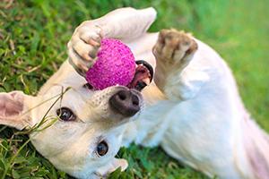 Dog playing with ball