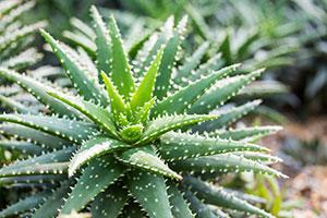 Aloe Vera - Tough Plant
