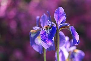 Purple flower in the Spring