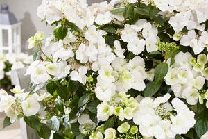 White Hydrangea