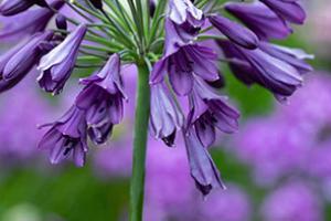 Wyevale Nurseries - Agapanthus plant