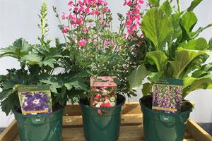 Hawkesmill Nurseries Two & Three Litre Perennials