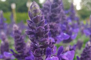 Purple flowers - top plant trends 2020