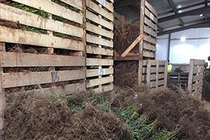 Plants in cold store for bare root season