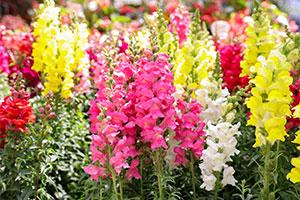 RHS careers resource - lupin plants in bloom