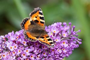 Vivara plant with butterfly