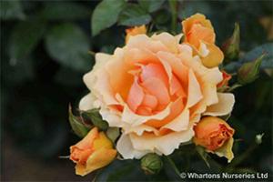 roses for coronation Rosa Queen Bee from Whartons Nurseries Ltd.