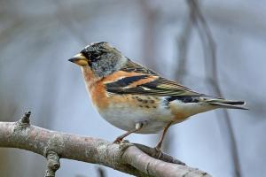 Migrating Bird
