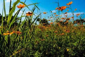 Meadow 2