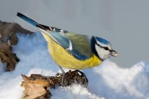 Winter Bird
