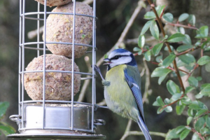 A bluetit eating from a bird feeder