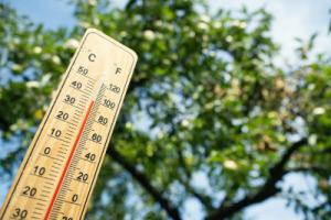 A thermometer in front of a tree