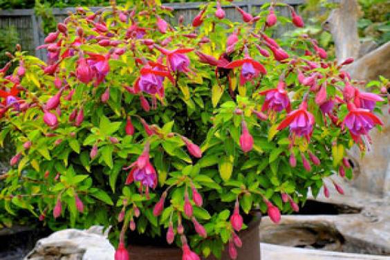 Fuchsia Thumbelina Gem by Wyevale Nurseries