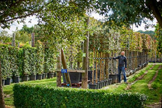 Gardener at Provender Nurseries