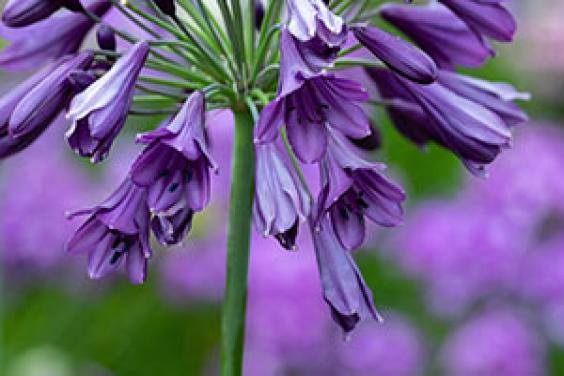 Wyevale Nurseries - Agapanthus plant