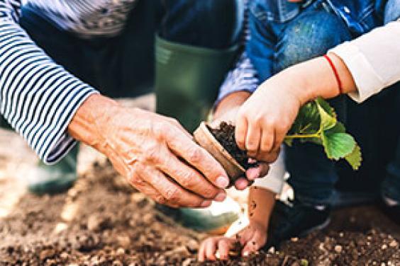 compost - an older man and younger child planting in the garden