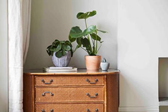 A selection of indoor plants