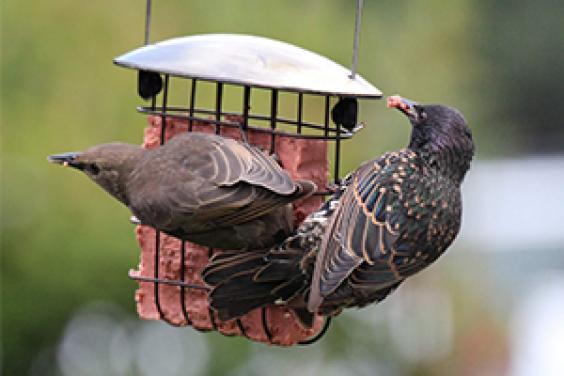 feed wild birds