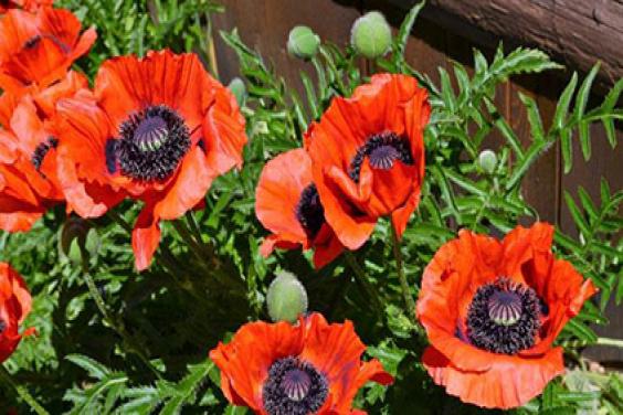 Oriental Poppies