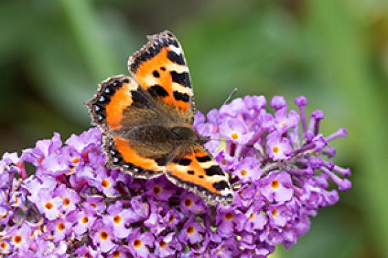 Vivara plant with butterfly