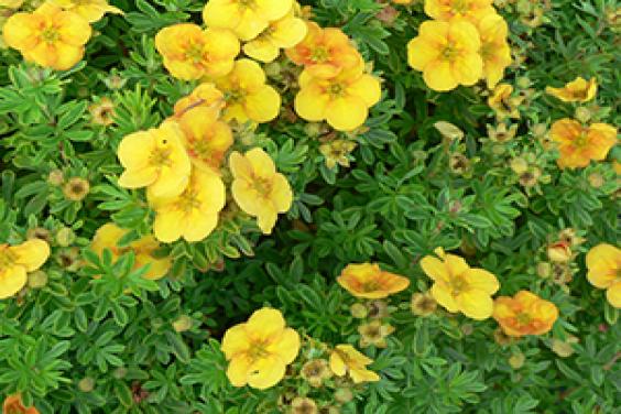 Potentilla fruticosa ‘Mango Tango’.