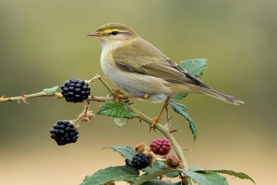 Attracting Birds