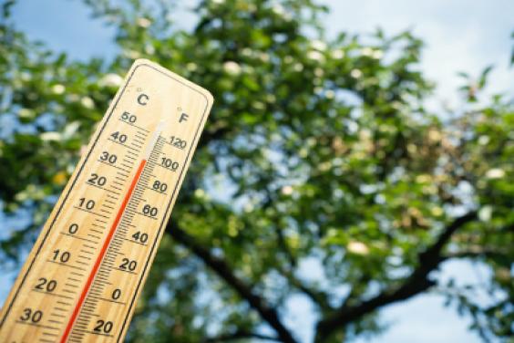 A thermometer in front of a tree