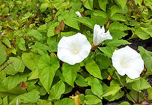 Gardeners see increase in invasive weeds and plants in spring 2018 