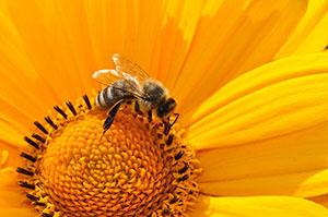 Honey bee numbers are declining – how we can help
